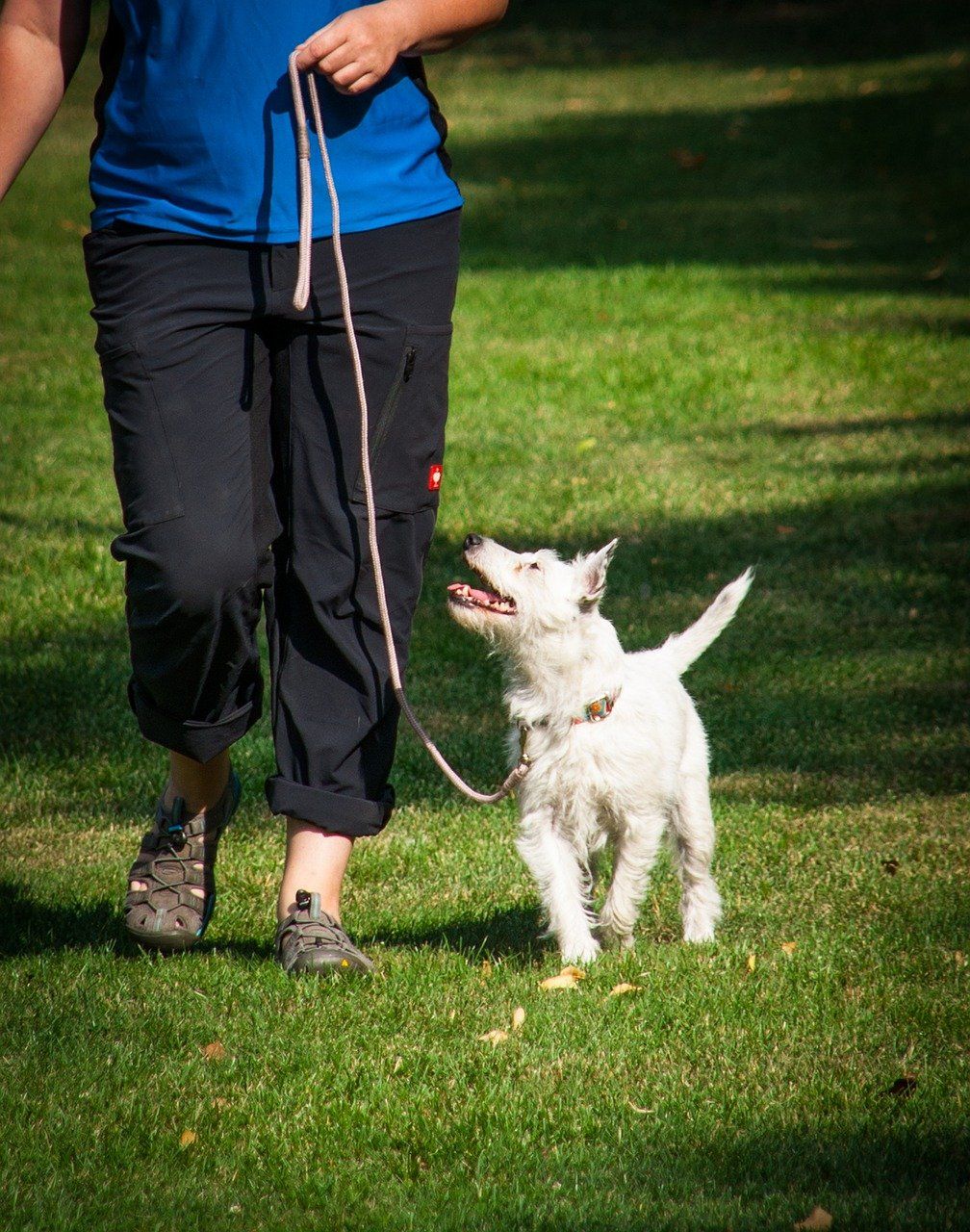 Woman heeling with a small white wirehaired Jack Russell terrier on a leash