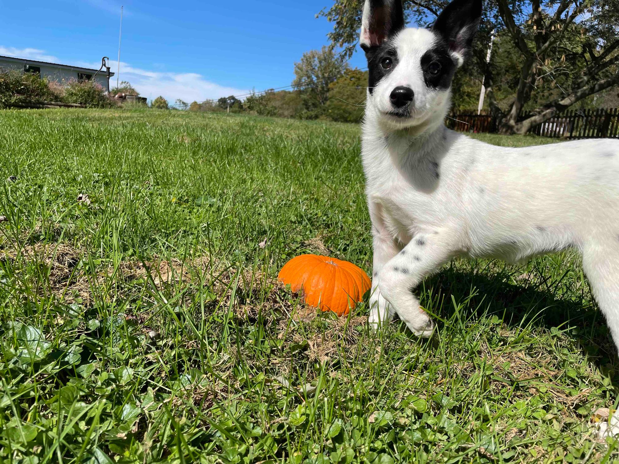 My puppy gets too excited around other dogs