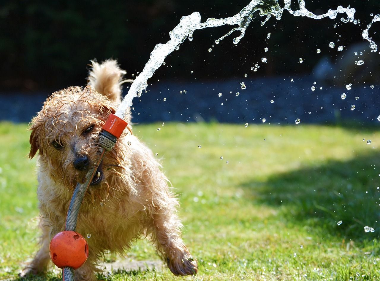 Small terrier playing with a hose that's turned on