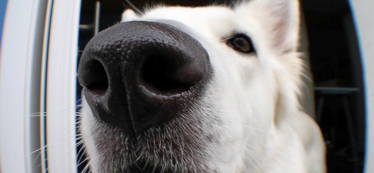 White German Shepherd with his nose in the camera