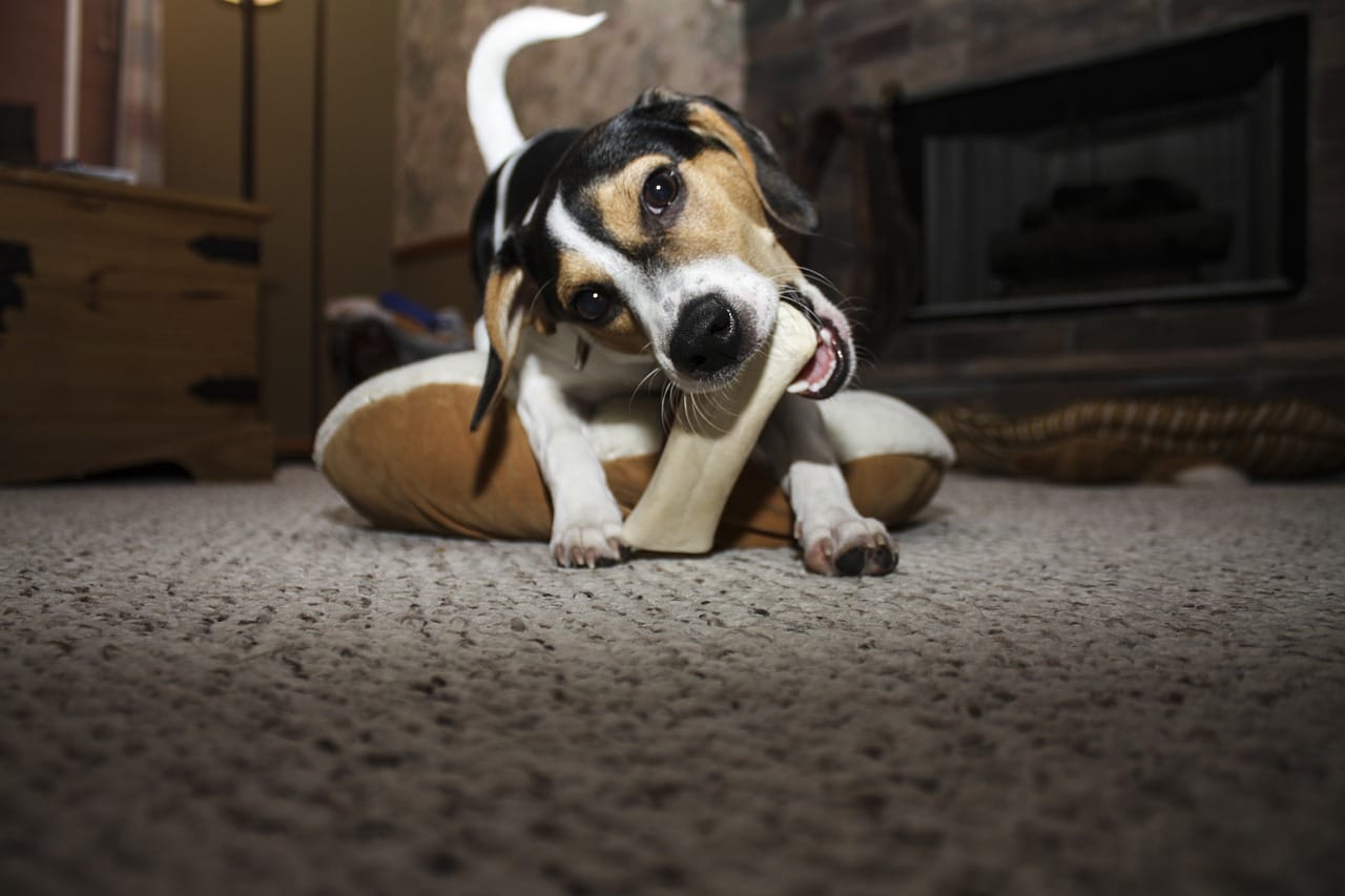 Keeping your home-alone dog entertained