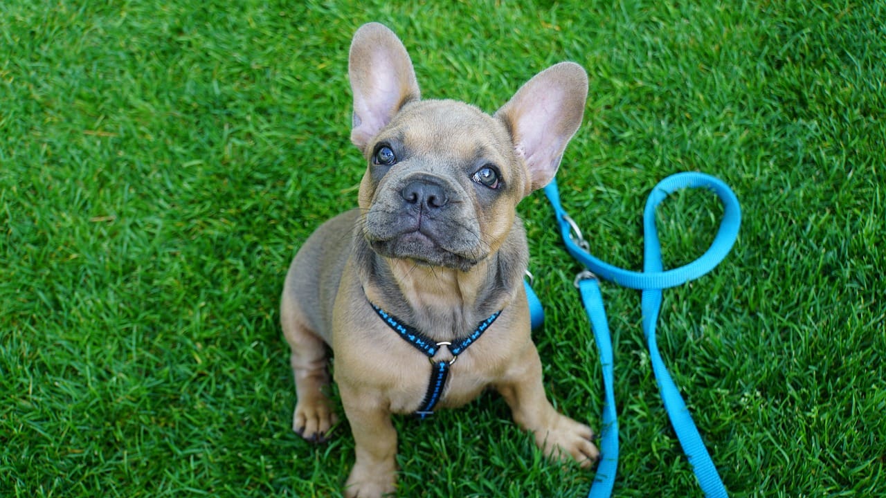 Keeping your home-alone dog entertained