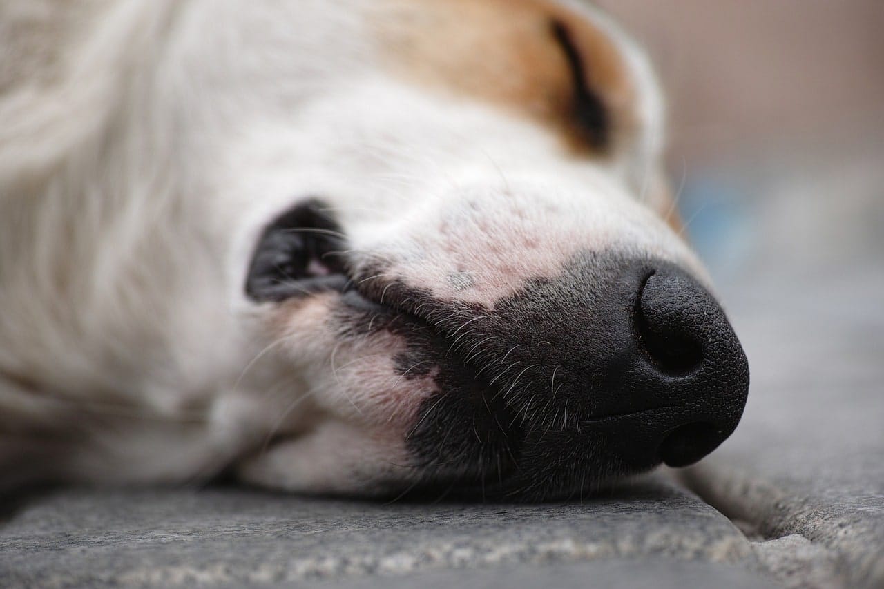 Keep an eye on emotions to ease your dog's learning curve