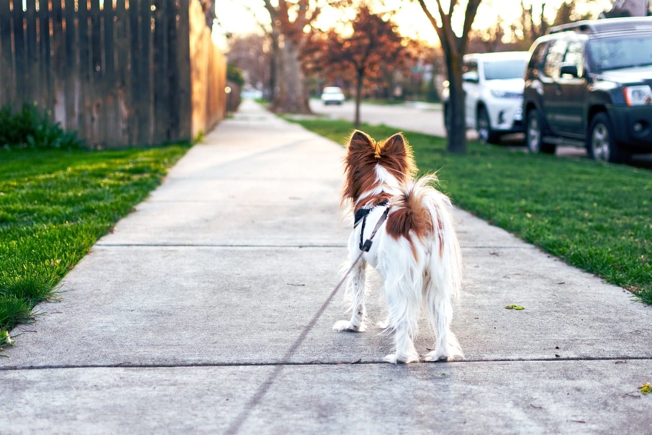 Keep an eye on emotions to ease your dog's learning curve