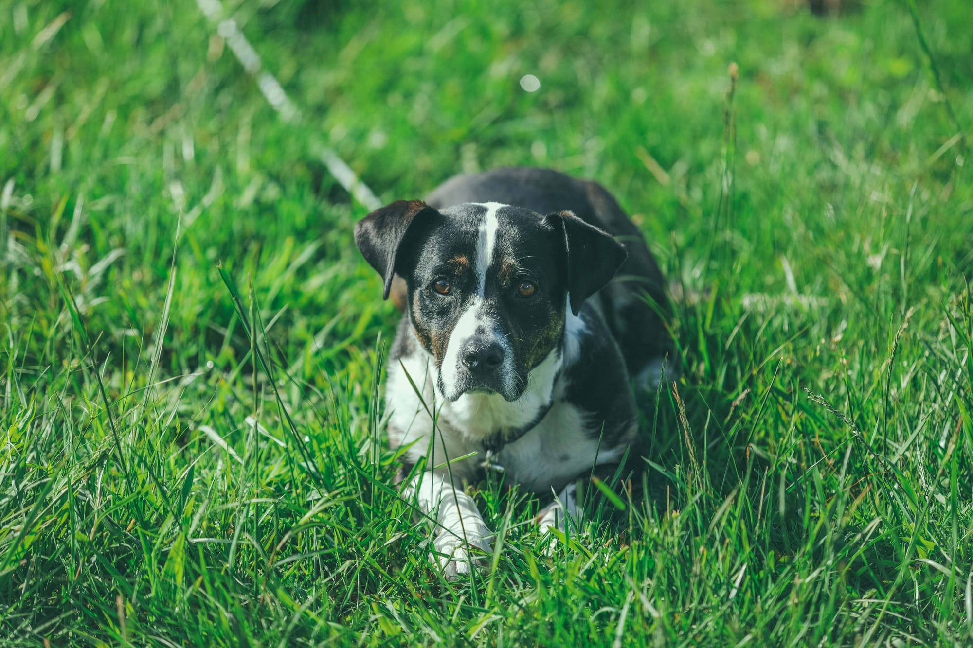 Understanding canine reactivity + new course waitlist open! 🚀
