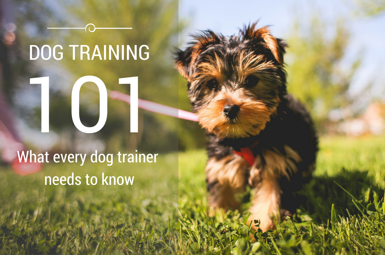 Dog Training 101: What every dog trainer should know