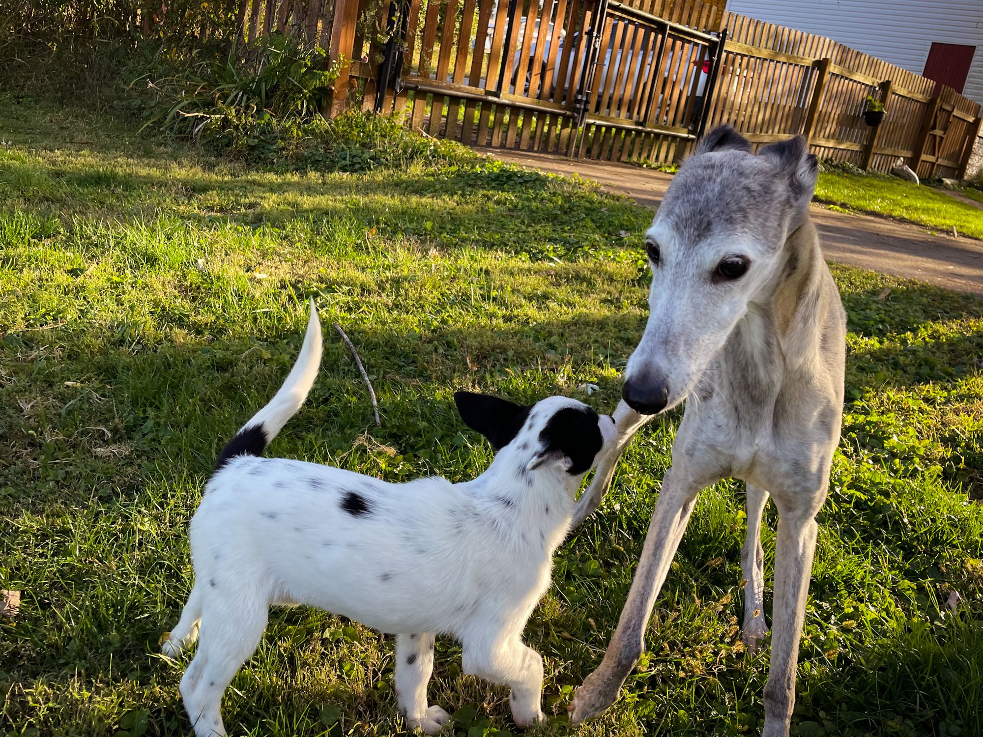 My puppy gets too excited around other dogs