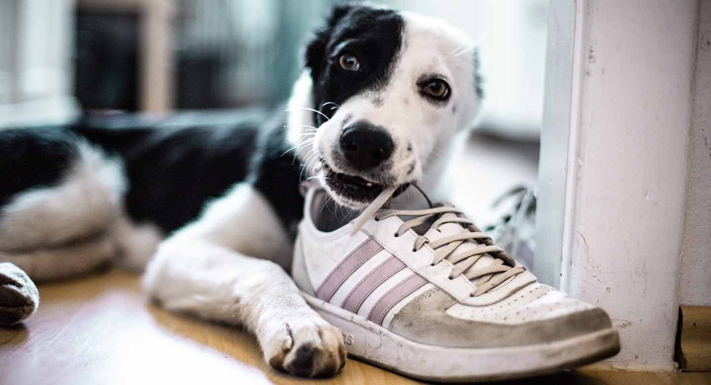 Black-and-white puppy chewing a shoe