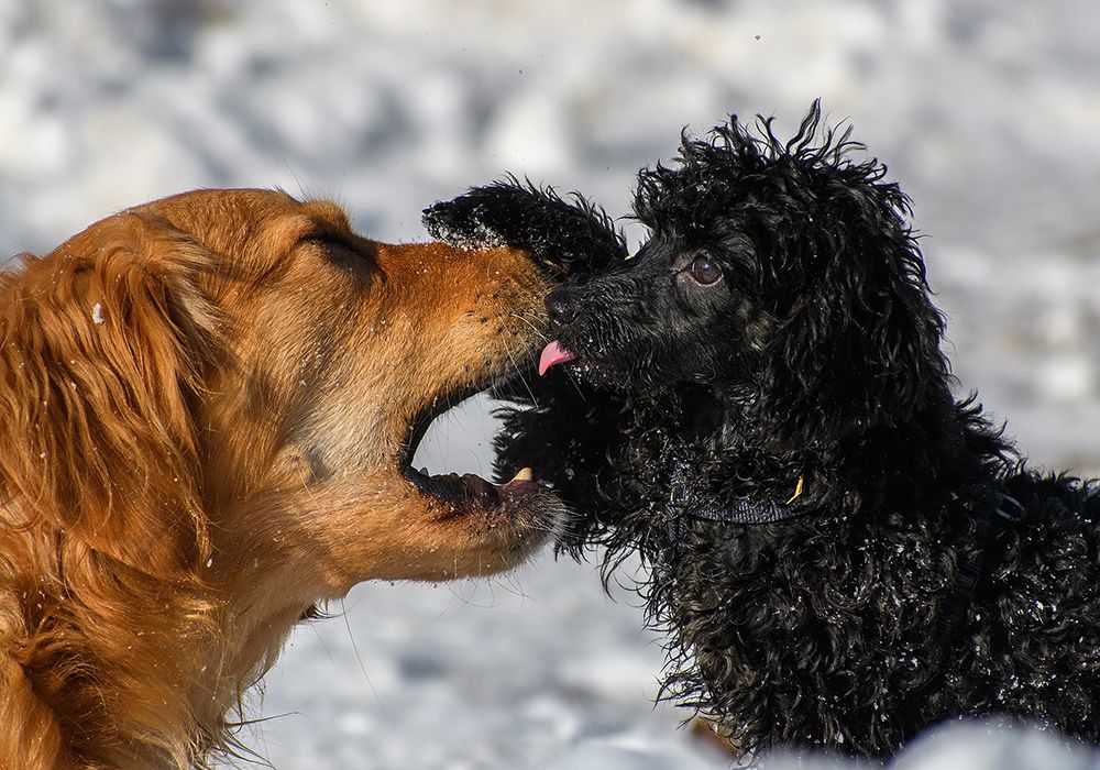 Golden retriever playing with a black toy poodle