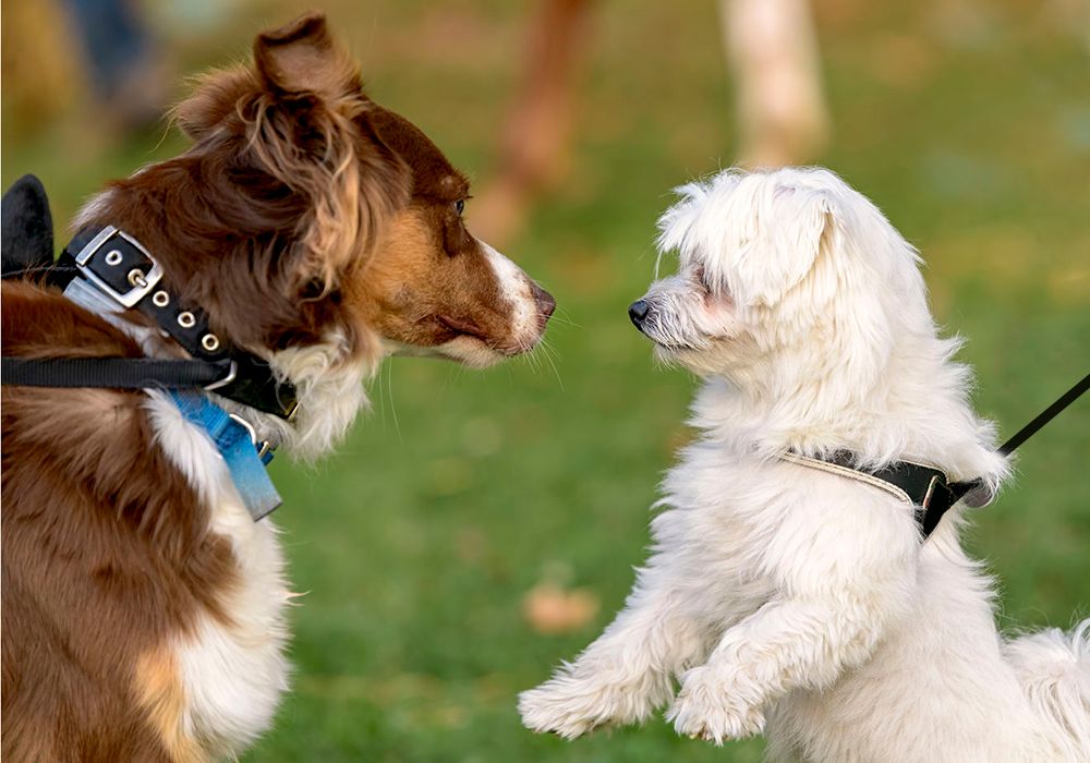 Teaching dog-dog greetings in group classes: Yes or no?