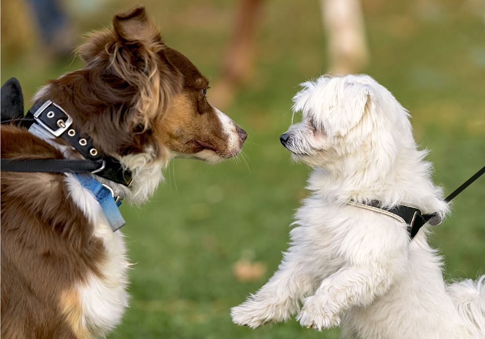 Teaching dog-dog greetings in group classes: Yes or no?