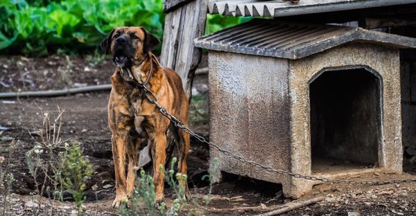 Neglected dogs, chained or loose, more dangerous than particular breeds