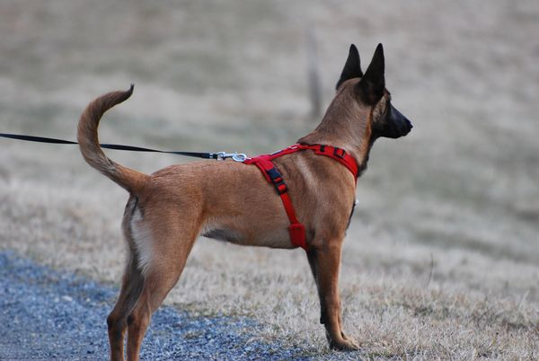 Belgian Malionis puppy on a red harness with a black leash looking at something in the distance
