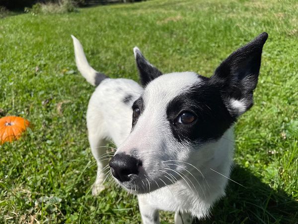 Cute black and white puppy looking up at the camera