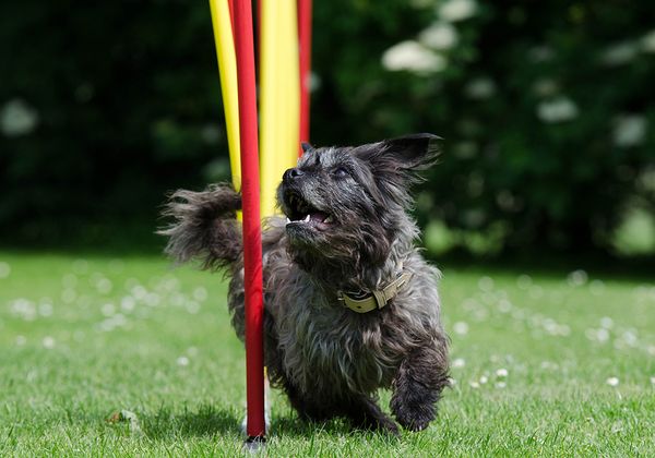 Three-step weave poles