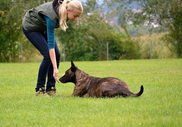 What certification do I need to be a professional dog trainer?